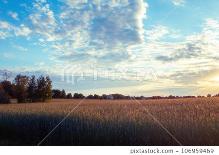 Wheat field with evening sky with sun and clouds. Rural nature landscape Wheat field with evening sky with sun and clouds. Rural nature landscape 106959469