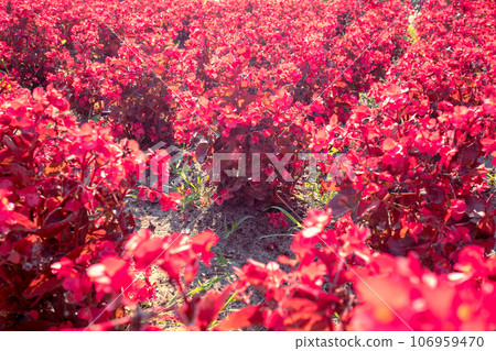 Vintage flowering red Petunia flowers. Floral nature background Vintage flowering red Petunia flowers. Floral nature background 106959470