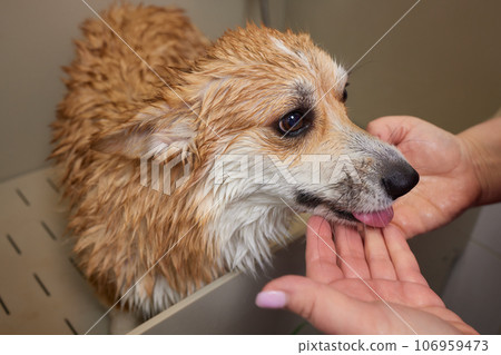 Funny portrait of a welsh corgi pembroke dog showering with shampoo. Dog taking a bubble bath in grooming salon. 106959473