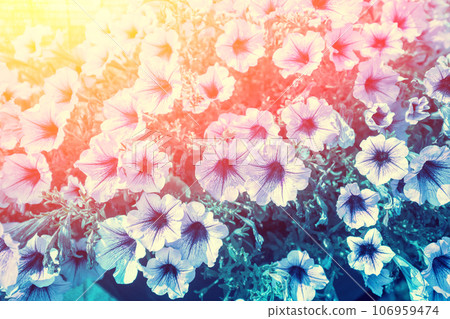 Vintage flowering Petunia flowers. Floral nature background. Gradient color 106959474