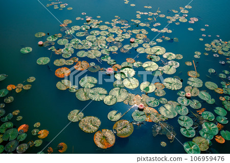 Water lilies on the pond on a summer sunny day 106959476