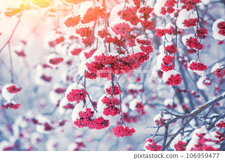 Red rowan in winter. Rowan clusters on the branches covered with snow Red rowan in winter. Rowan clusters on the branches covered with snow 106959477