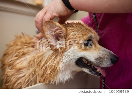 Funny portrait of a welsh corgi pembroke dog showering with shampoo. Dog taking a bubble bath in grooming salon. 106959489