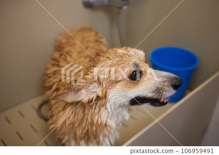 Funny portrait of a welsh corgi pembroke dog showering with shampoo. Dog taking a bubble bath in grooming salon. Funny portrait of a welsh corgi pembroke dog showering with shampoo. Dog taking a bubble bath in grooming salon. 106959491