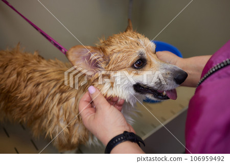 Funny portrait of a welsh corgi pembroke dog showering with shampoo. Dog taking a bubble bath in grooming salon. 106959492