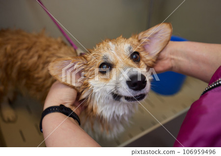 Funny portrait of a welsh corgi pembroke dog showering with shampoo. Dog taking a bubble bath in grooming salon. Funny portrait of a welsh corgi pembroke dog showering with shampoo. Dog taking a bubble bath in grooming salon. 106959496