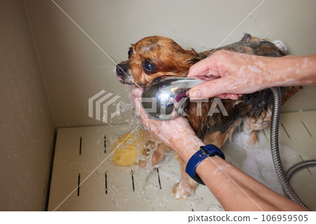 Funny portrait of a welsh corgi pembroke dog showering with shampoo. Dog taking a bubble bath in grooming salon. Funny portrait of a welsh corgi pembroke dog showering with shampoo. Dog taking a bubble bath in grooming salon. 106959505