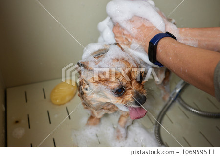 Funny portrait of a welsh corgi pembroke dog showering with shampoo. Dog taking a bubble bath in grooming salon. Funny portrait of a welsh corgi pembroke dog showering with shampoo. Dog taking a bubble bath in grooming salon. 106959511