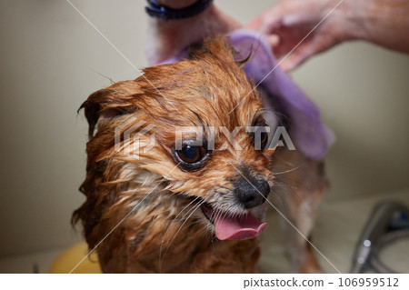 Funny portrait of a welsh corgi pembroke dog showering with shampoo. Dog taking a bubble bath in grooming salon. Funny portrait of a welsh corgi pembroke dog showering with shampoo. Dog taking a bubble bath in grooming salon. 106959512