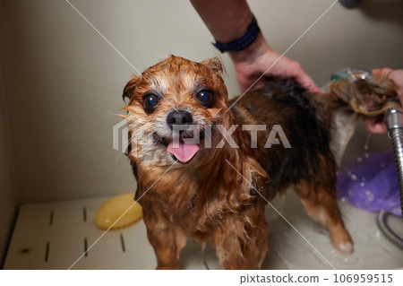 Funny portrait of a welsh corgi pembroke dog showering with shampoo. Dog taking a bubble bath in grooming salon. Funny portrait of a welsh corgi pembroke dog showering with shampoo. Dog taking a bubble bath in grooming salon. 106959515