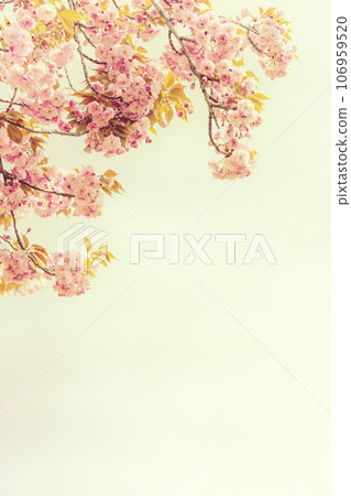 Vintage blossoming Sakura branches on yellow background. Vertical image Vintage blossoming Sakura branches on yellow background. Vertical image 106959520