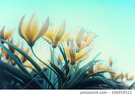 Blooming Tulips Tarda (Tulipa tarda) in purple light in spring. Bottom view. Nature background Blooming Tulips Tarda (Tulipa tarda) in purple light in spring. Bottom view. Nature background 106959521