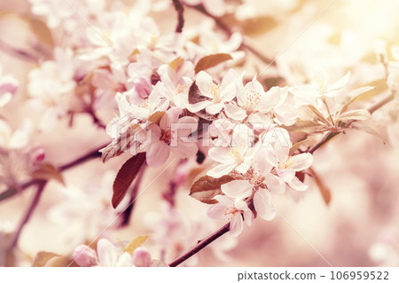 Blossoming apple orchard. Spring nature background. Branches with flowering apple flowers Blossoming apple orchard. Spring nature background. Branches with flowering apple flowers 106959522