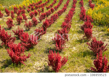 Plantation of Orange Rocket Barberry Shrub bushes in the field Plantation of Orange Rocket Barberry Shrub bushes in the field 106959523