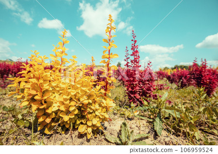Orange and yellow Rocket Barberry Shrub bushes in the field Orange and yellow Rocket Barberry Shrub bushes in the field 106959524