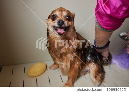 Funny portrait of a welsh corgi pembroke dog showering with shampoo. Dog taking a bubble bath in grooming salon. 106959525