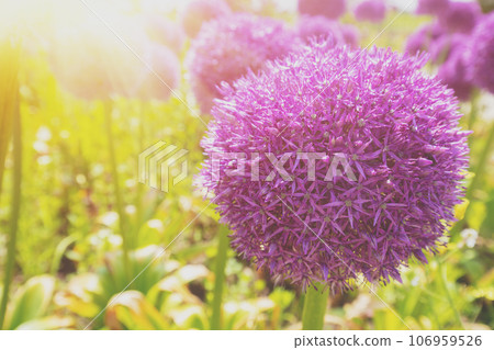 Flowering Allium on the field on a summer sunny day Flowering Allium on the field on a summer sunny day 106959526