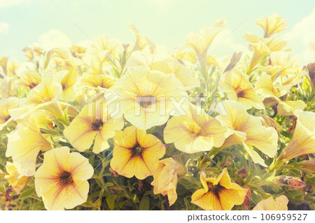 Vintage flowering yellow Petunia flowers in the garden. Floral nature background 106959527