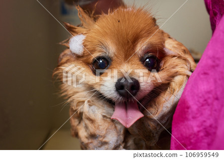 Funny portrait of a welsh corgi pembroke dog showering with shampoo. Dog taking a bubble bath in grooming salon. 106959549