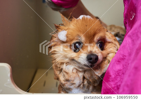 Funny portrait of a welsh corgi pembroke dog showering with shampoo. Dog taking a bubble bath in grooming salon. Funny portrait of a welsh corgi pembroke dog showering with shampoo. Dog taking a bubble bath in grooming salon. 106959550