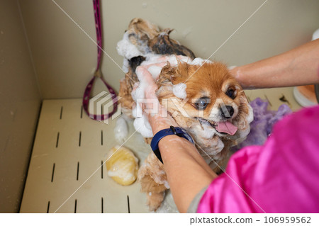 Funny portrait of a welsh corgi pembroke dog showering with shampoo. Dog taking a bubble bath in grooming salon. 106959562