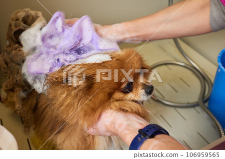 Funny portrait of a welsh corgi pembroke dog showering with shampoo. Dog taking a bubble bath in grooming salon. 106959565