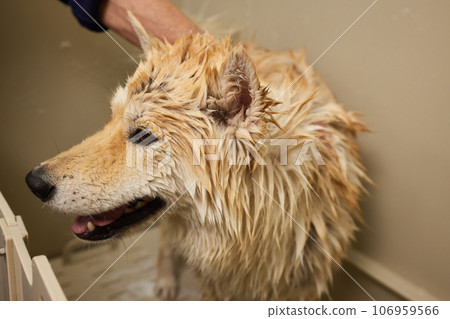 Funny portrait of a welsh corgi pembroke dog showering with shampoo. Dog taking a bubble bath in grooming salon. Funny portrait of a welsh corgi pembroke dog showering with shampoo. Dog taking a bubble bath in grooming salon. 106959566