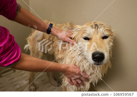 Funny portrait of a welsh corgi pembroke dog showering with shampoo. Dog taking a bubble bath in grooming salon. Funny portrait of a welsh corgi pembroke dog showering with shampoo. Dog taking a bubble bath in grooming salon. 106959567