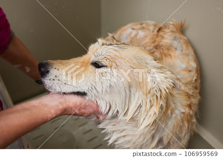 Funny portrait of a welsh corgi pembroke dog showering with shampoo. Dog taking a bubble bath in grooming salon. Funny portrait of a welsh corgi pembroke dog showering with shampoo. Dog taking a bubble bath in grooming salon. 106959569