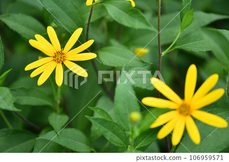 菊芋花 菊芋花 106959571