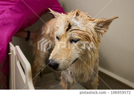 Funny portrait of a welsh corgi pembroke dog showering with shampoo. Dog taking a bubble bath in grooming salon. Funny portrait of a welsh corgi pembroke dog showering with shampoo. Dog taking a bubble bath in grooming salon. 106959572