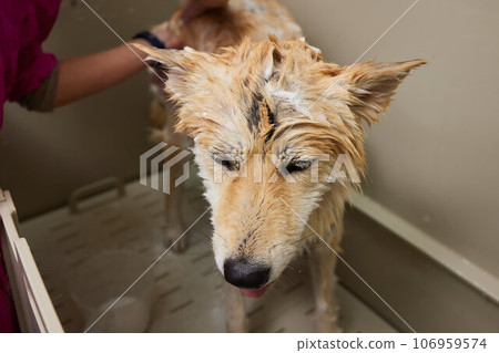 Funny portrait of a welsh corgi pembroke dog showering with shampoo. Dog taking a bubble bath in grooming salon. Funny portrait of a welsh corgi pembroke dog showering with shampoo. Dog taking a bubble bath in grooming salon. 106959574