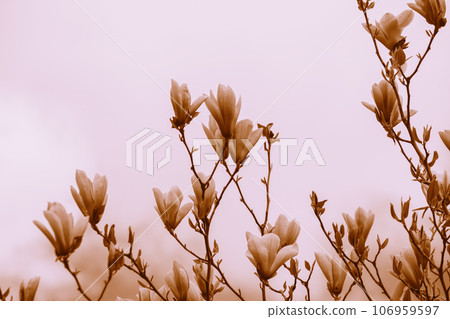 Vintage blossoming magnolia flowers. Springtime. Natural vintage flowers background. Toned filter 106959597