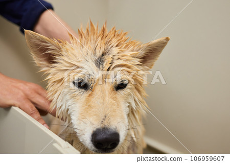 Funny portrait of a welsh corgi pembroke dog showering with shampoo. Dog taking a bubble bath in grooming salon. 106959607