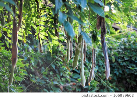 Lots of hanging wild wisteria seeds 106959608