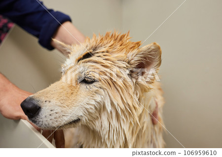 Funny portrait of a welsh corgi pembroke dog showering with shampoo. Dog taking a bubble bath in grooming salon. 106959610