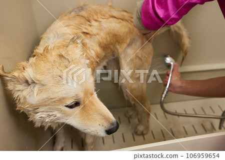 Funny portrait of a welsh corgi pembroke dog showering with shampoo. Dog taking a bubble bath in grooming salon. Funny portrait of a welsh corgi pembroke dog showering with shampoo. Dog taking a bubble bath in grooming salon. 106959654