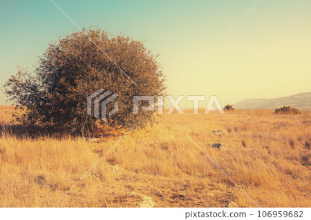 The plateau at the top of the Arbel mount. Tree on the field with dry grass in autumn. Israel 106959682