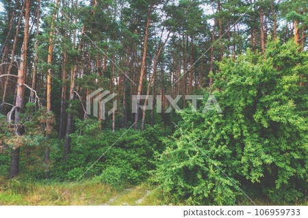 View of the pine forest on a summer day View of the pine forest on a summer day 106959733