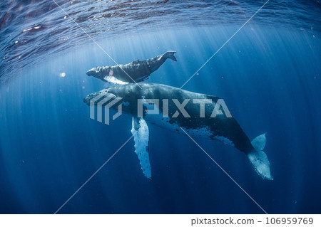Parent and child of humpback whale Parent and child of humpback whale 106959769