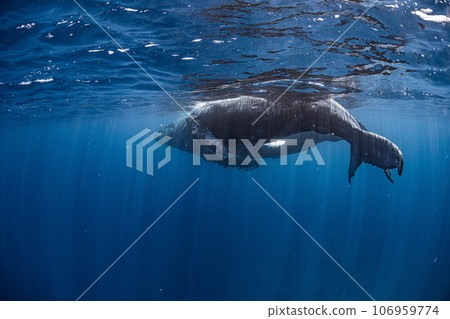 座頭鯨的父母和孩子 106959774