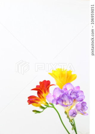Freesia (red, yellow, purple) [close up, white background, copy space, simple, no people] 106959851