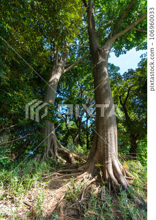 藤塚森林 106960033