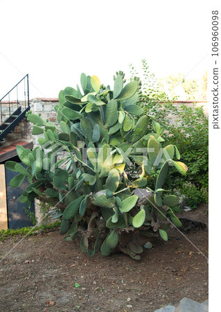 Pineapple or opuntia plant from the cactus family that grows in tropical climates, Turkey Mugla Datca 106960098