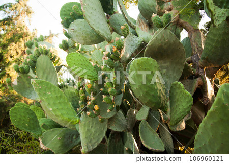 Pineapple or opuntia plant from the cactus family that grows in tropical climates, Turkey Mugla Datca 106960121