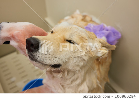 Funny portrait of a welsh corgi pembroke dog showering with shampoo. Dog taking a bubble bath in grooming salon. 106960284