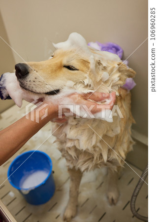 Funny portrait of a welsh corgi pembroke dog showering with shampoo. Dog taking a bubble bath in grooming salon. 106960285