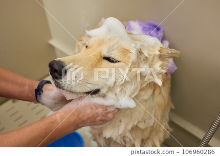Funny portrait of a welsh corgi pembroke dog showering with shampoo. Dog taking a bubble bath in grooming salon. 106960286