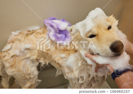 Funny portrait of a welsh corgi pembroke dog showering with shampoo. Dog taking a bubble bath in grooming salon. Funny portrait of a welsh corgi pembroke dog showering with shampoo. Dog taking a bubble bath in grooming salon. 106960287