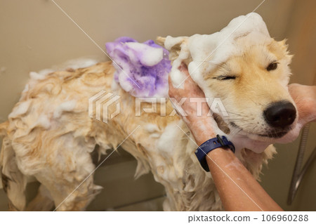 Funny portrait of a welsh corgi pembroke dog showering with shampoo. Dog taking a bubble bath in grooming salon. Funny portrait of a welsh corgi pembroke dog showering with shampoo. Dog taking a bubble bath in grooming salon. 106960288